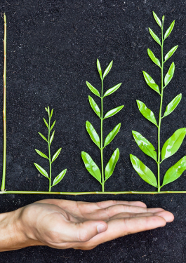 Growing leaves